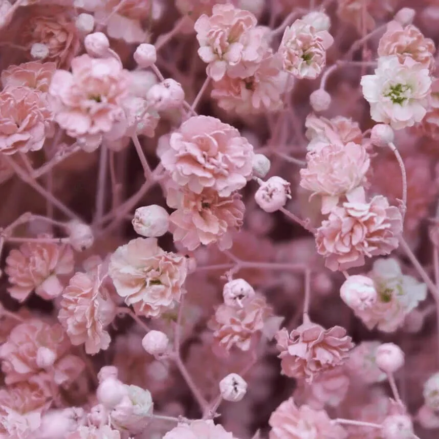 fresh Pink Baby&#39;s Breath Seeds - $4.29 CAD