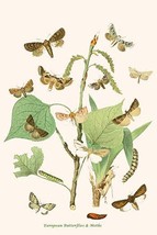 European Butterflies &amp; Moths  (Plate 100) - £15.96 GBP