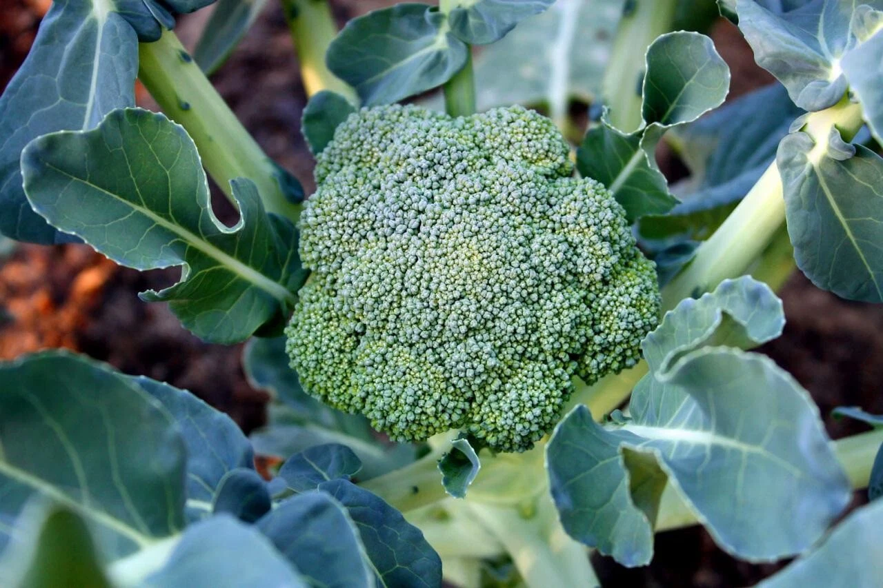 50 ?? Calabrese Broccoli Seeds Organic NONGMO Pesticide Free Homegrown V... - $9.69