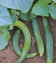 50 Suyo Long Cucumber Vegetable Seeds - $23.85