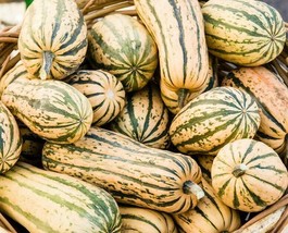 Delicata Squash Seeds 20 Ct Winter Vegetable Garden Sweet Potato Squash From US  - $8.35