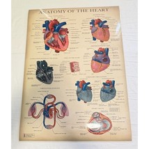 Anatomy of the Heart and Brain Poster Double Sided Medical Anatomy Chart - £15.03 GBP