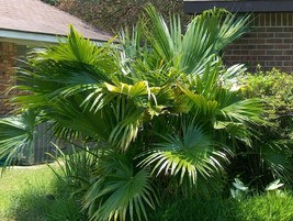 Grow In US 5_Seeds Livistona chinensis Chinese Fan Palm - £19.10 GBP