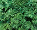 Mustard Seeds 300 Southern Giant Curled Healthy Garden Greens Fast Shipping - $8.99