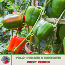 LWSTORE 20 Yolo Wonder Improved B Sweet Pepper Seeds Nongmo Heirloom Genuine USP - £6.93 GBP