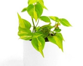Brasil Philodendron Cuttings Golden Variegated House Plants Live Plant H... - $15.82