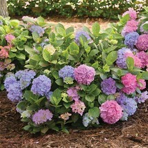L.A. Dreamin&#39;® Hydrangea - Starter Plant 1 live plant - $20.88