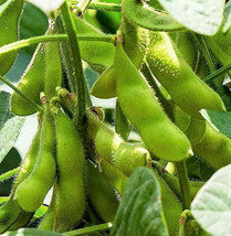 Triple Play Japanese Edamame Soy Bean Chinese Asian Vegetable Gardening USA SHIP - $11.90