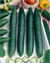 BEST 25 Seeds Easy To Grow Burpless Cucumbers 10/12&quot;&quot; Long Crispy Fresh ... - £7.47 GBP