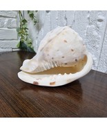 Rare Large Vintage Sea Snail Shell - Queen Helmet Emperor Cassis Ocean D... - $88.11