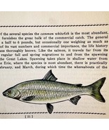 Whitefish 1939 Fresh Water Fish Art Gordon Ertz Color Plate Print PCBG20 - $29.99