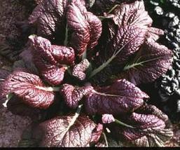50 Seeds Mustard Red Giant Vegetable Seeds - £21.92 GBP