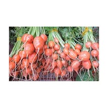 Carrot Parisian Organic - 2.5 gm - approx 2700 seeds  - $7.00