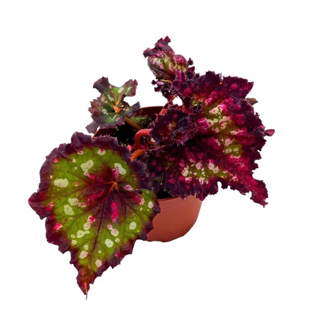 Dark Fantasy Begonia Rex 4 in Lacy Lacerated Leaf - £31.94 GBP
