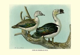 Comb or Knob-Billed Ducks - $27.34 CAD