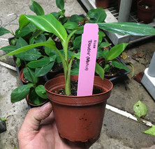 Double Mahoi Banana Plant - Live Banana Plant - Double Headed Dwarf Cavendish - $26.70