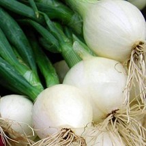 HT Crystal White Wax Onion Seeds 200 Seeds Non-Gmo 1069 Garden Seeds - $9.94