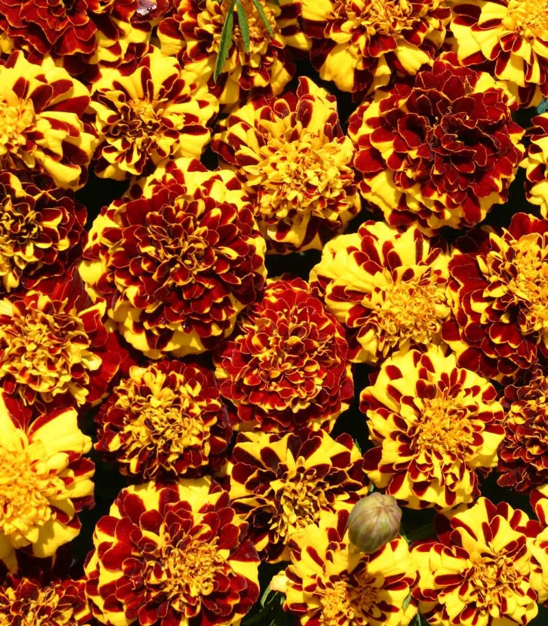 25 Seeds Majestic Double French Marigold Seeds for Gard - £9.36 GBP
