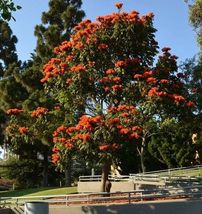 Spathodea campanulata African Tulip Tree Flame of The Forest 20_Seeds_Tera Store - £12.53 GBP