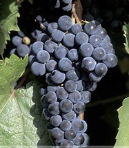 100 Seeds Marquette Dark Blue Grape Seed Red Wine Grape Hardy Plant Gardening US - $7.22