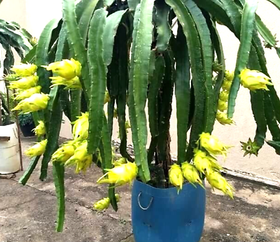 Primary image for Hylocereus megalanthus cactus-3 yellow dragon fruit live plant-yellow pitaya