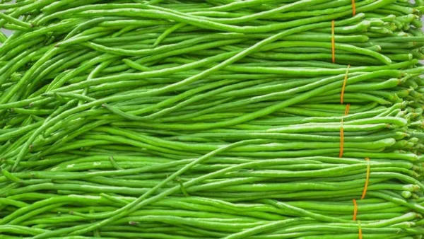 30 Seeds Light Green Long/String Bean/Asparagus Bean Seasonusa Garden - £8.21 GBP
