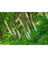 10 Black Cohosh Plants Roots Actaea Racemosa Snakeroot Wildflower Organi... - $26.18