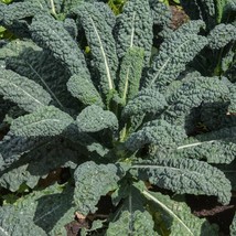 Lacinato Dinosaur Kale Seeds Organic US Fast Shipping - $1.98