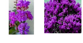Dark Purple Crepe Myrtle Bushes Trees Rooted Flowering Crape 2 Live Plants - £51.15 GBP