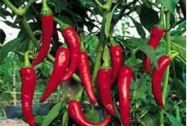 USA Seller FreshLong Hot Cayenne Peppers For Over 1000 Kinds Of Seeds - $12.98