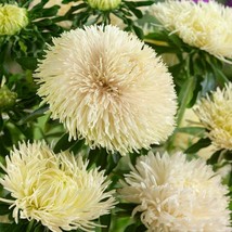 Aster Seeds Yellow Double Flowered Aster Flower Seeds 2000 Seeds Fresh Seeds Fas - £16.08 GBP