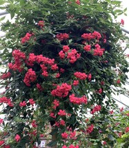 Red Panama Rose (Rondeletia strigosa) 2.5&quot; Pot Size - £30.46 GBP