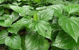 6 Piper Lolot Leaf Plants, (Lá Lốt) Live  Plants, BBQ Leaf - £11.78 GBP