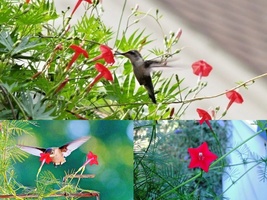 41+CYPRESS VINE Flower Climbing Flowering Vine Summer Seeds Garden Container - £10.36 GBP