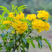 Yellow Bells (Tecoma stans) Plant - Yellow Bells Yellow Trumpetbush - Live Plant - £19.17 GBP