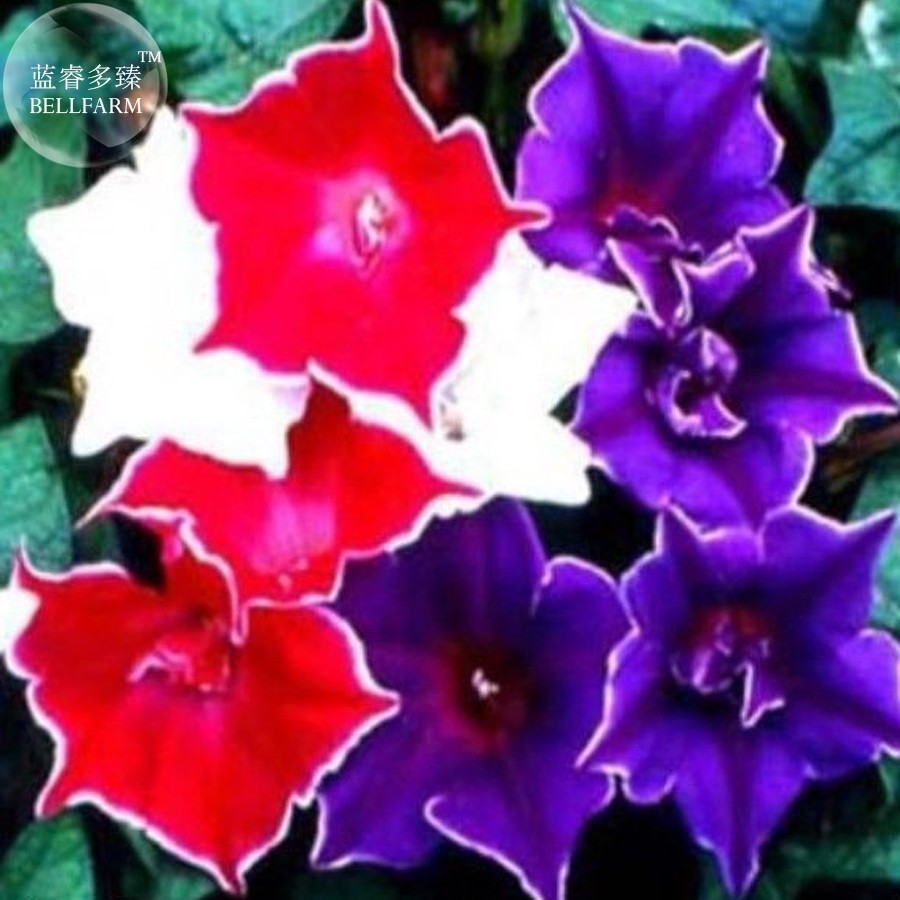 SL Mixed Kikyo-Zaki Morning Glory, Professional Pack, 50 Seeds, Red Purp... - $0.96