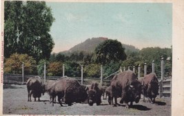 Buffaloes Golden Gate Park San Francisco California Strawberry Hill Postcard C53 - $2.99