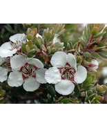 Leptospermum Lanigerum Silky Or Woolly Tea Tree 50 Seeds New Fresh US Shipping - $27.58