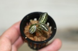 ANOECTOCHILUS REINWARDTII x LUDISIA DISCOLOR SMALL TERRESTRIAL JEWEL ORCHID - $511.77 MXN