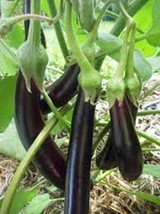 Grow In US Eggplant Seed Long Purple Heirloom Non Gmo 100 Seeds Garden Seed - £7.55 GBP
