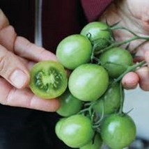 50+ Seeds Sungreen 4029 Tomato Tomatoe Vegetable Garden Edible Canning F... - £6.90 GBP