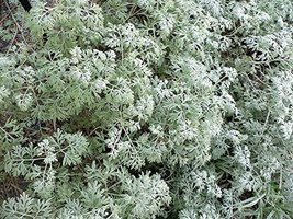 500 ABSINTHE WORMWOOD Common Artemisia Absinthium Green Ginger Herb Flow... - $6.93