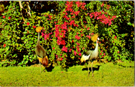 Postcard Golden Crested Cranes from Africa Jungle Gardens Florida Posted 1958 - £3.88 GBP
