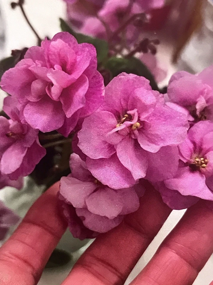African violet Plant No ID Double Pink Flowers Variegated (Miniature) - ... - $38.99