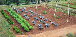 ArfanJaya Vegetable Seeds Vegetable Seed Garden Collection Medium (30 Types) Hei - £31.96 GBP