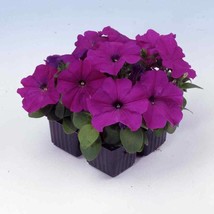 New Fresh Seeds Petunia Multiflora Seed Violet Petunia Flower Seeds 250 Seeds - $13.06