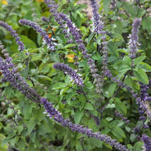 Basil Seeds - Blue Spice, Professional Pack, heavily fragrant with an air of van - £8.76 GBP