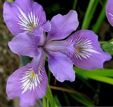 20 Oregan Iris Purple And White Perennial Flower SeedsFrom US  - $8.35