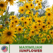 US Seller 100 Maximilian Sunflower Seeds, Perennial Flowers, Butterfly Garden - £7.95 GBP