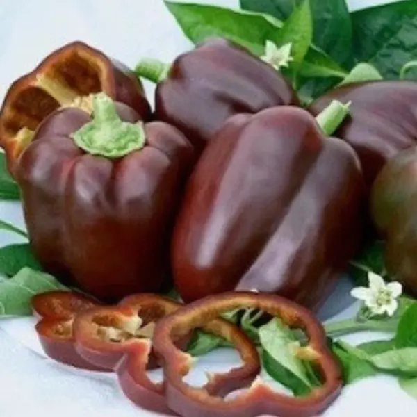 Pepper Chocolate Beauty Bell 18-22 Fresh Organic Seeds Heirloom Non Gmo Usa Gard - £3.11 GBP